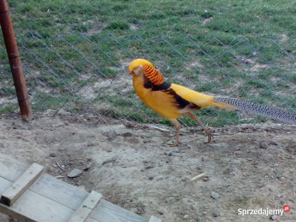 SPRZEDAM BAŻANTY lubelskie