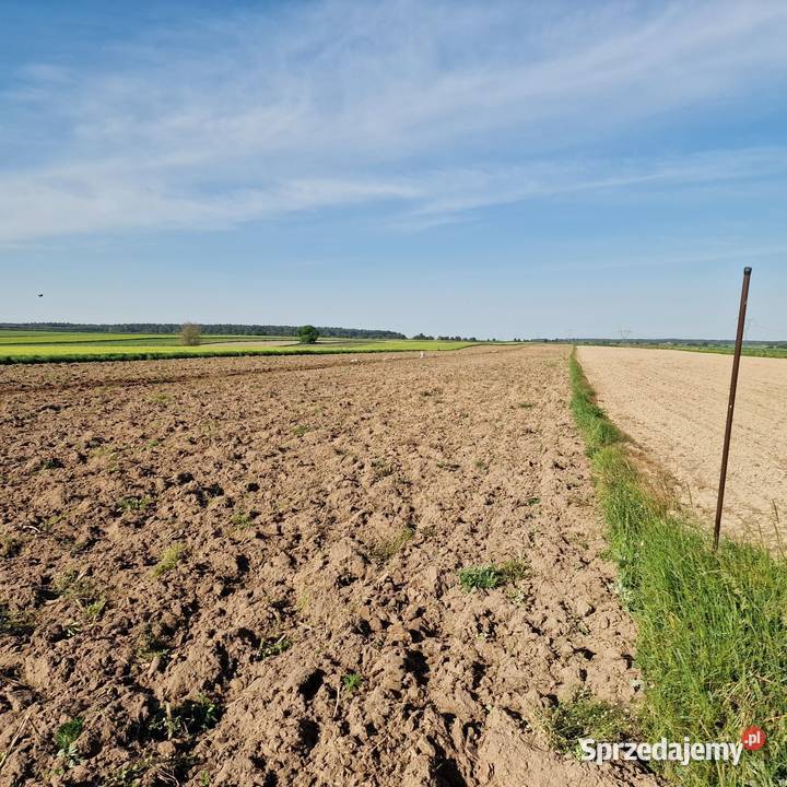 Wydzierżawię pole ziemię rolną 6 ha Wynajem mazowieckie