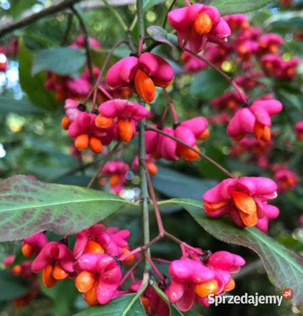 TRZMIELINA POSPOLITA Euonymus europaeus NASIONA Lubanie
