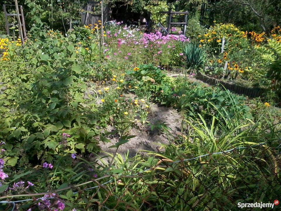 Działka w ROD im 35lecia w Zielonej Górze 380m2 Zielona Góra