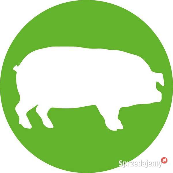 Strzykawka ECOMATIC 2 ml Luer Lock z mocowaniem Rolnictwo Kamionna