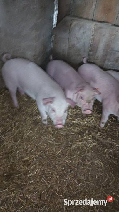 Świnie prosiaki warchlaki 11 sztuk łódzkie Pilichowice sprzedam