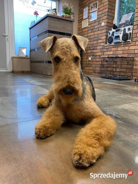 Szczenię Airedale Terrier Mogilno