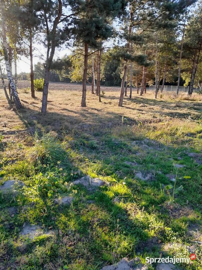 Wycinka drzew samosiejek mulczowanie wyrywanie Żyrardów
