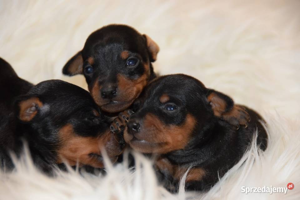 Szczenięta Pinczer Miniaturowy ZKWP fci