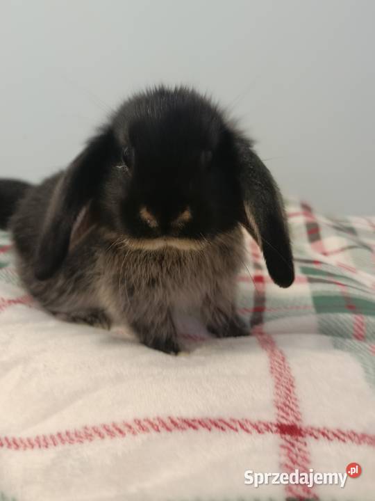 Króliczki mini lop domowa hodowla Lipka