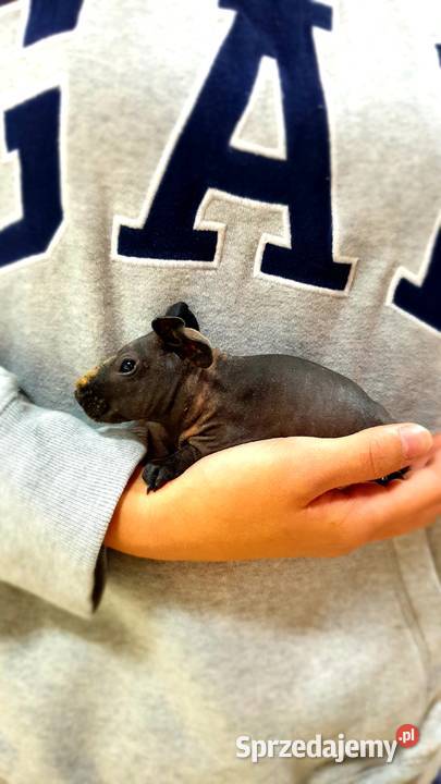 Świnka morska skinny samiczka z akcesoriami Koszalin sprzedam