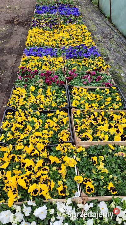 Bratki producenta Radonice