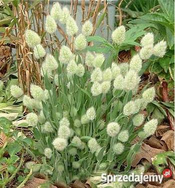 HIT Dmuszek jajowaty Nasiona Poznań