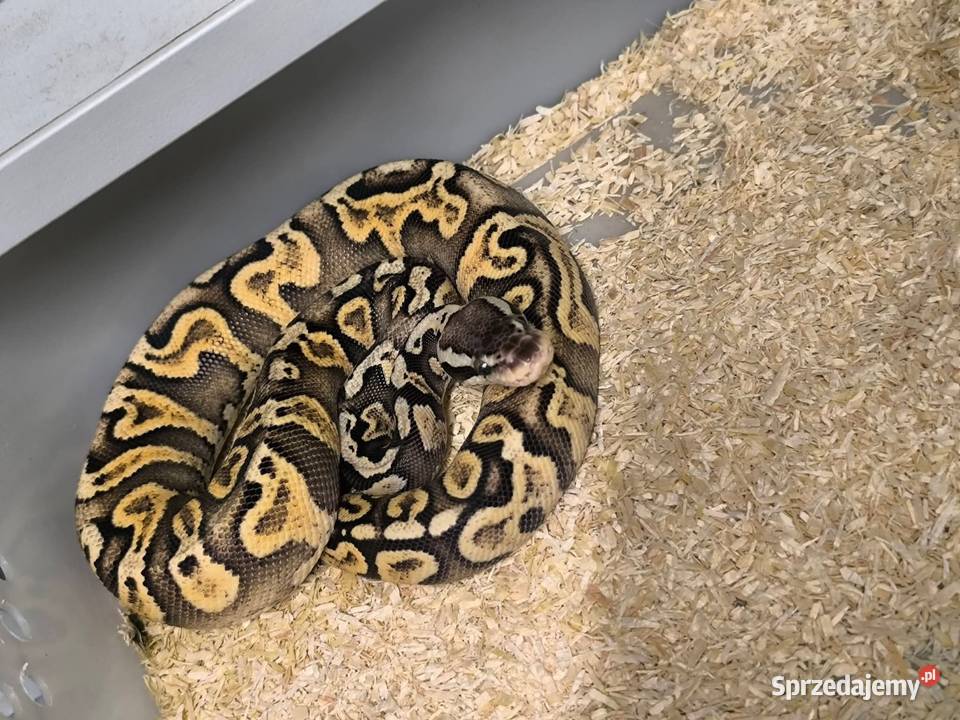 Pytam królewski samica pied Gady i płazy