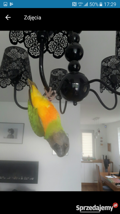 Afrykanka senegalska ognistobrzucha Inowrocław