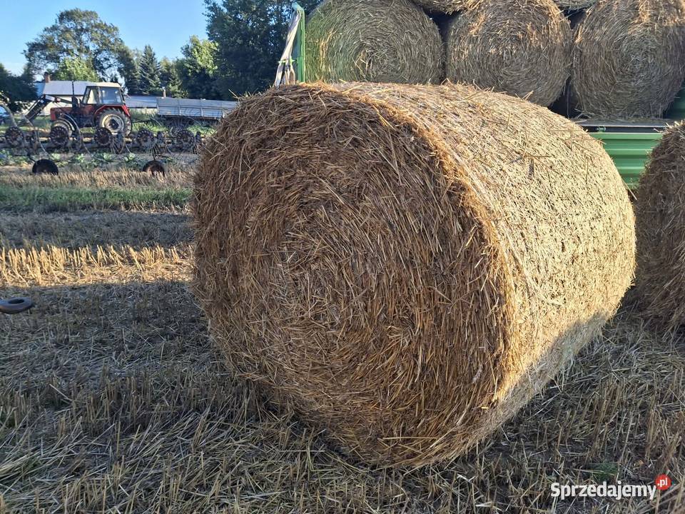 Słoma pszenna bele 120 Wierzchowiska Drugie