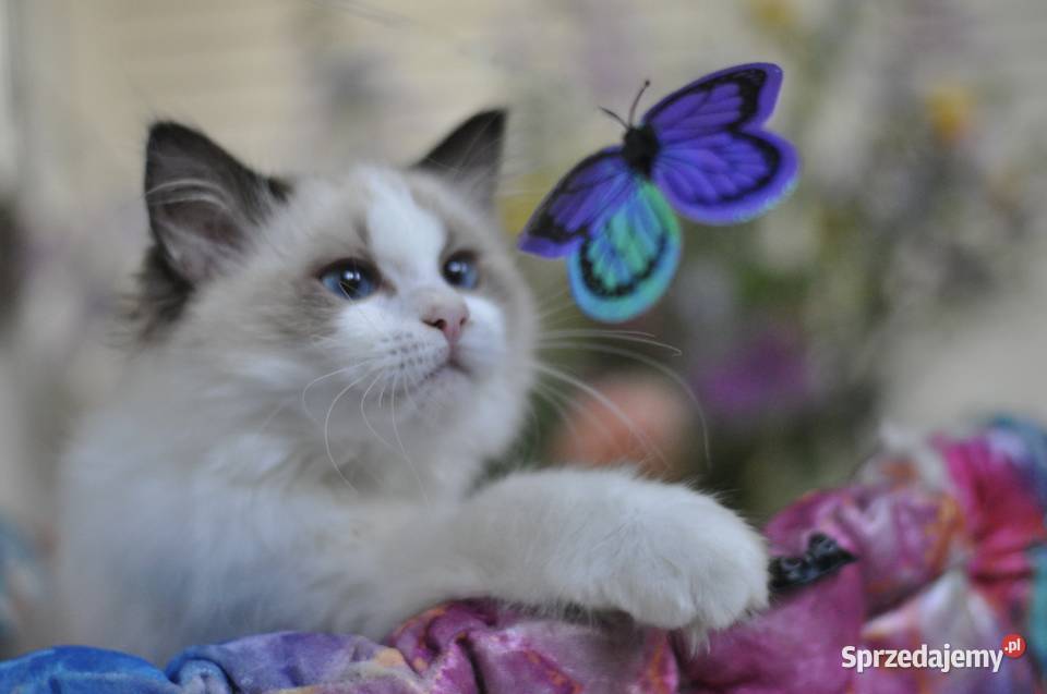 BEEBEE słodka koteczka ragdoll Lidzbark Warmiński