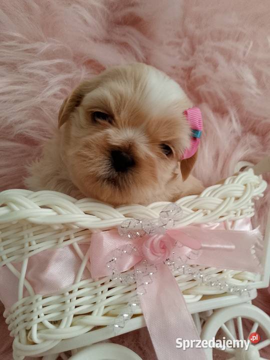 Suczka rasy ShihTzu Kluczbork
