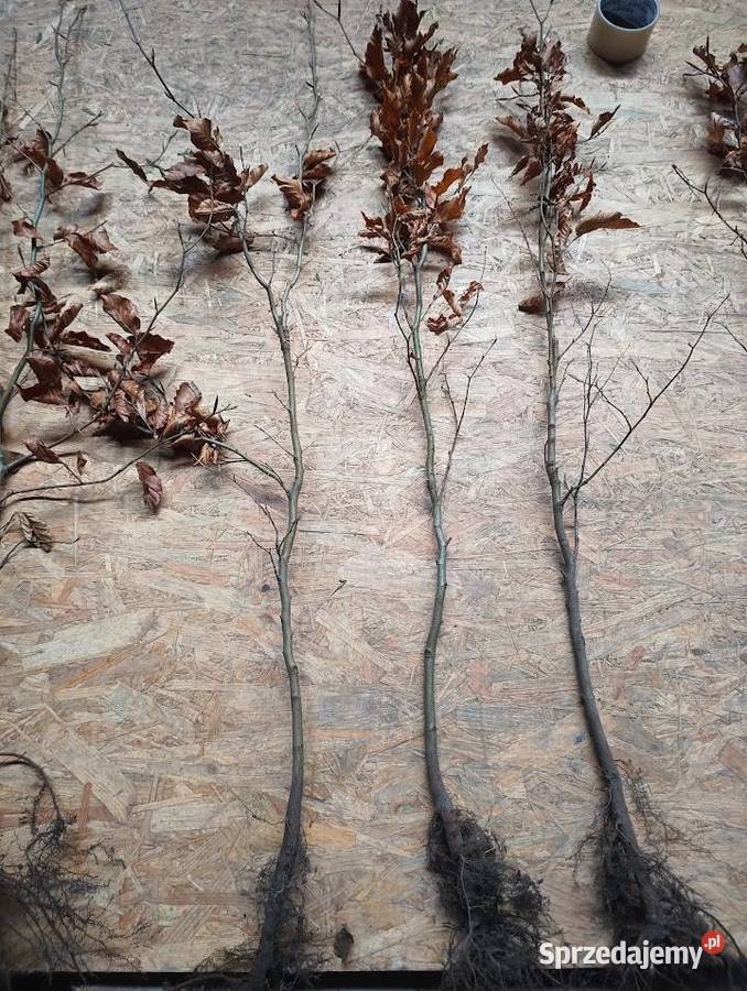 Buk pospolity na żywopłot 60 80 gruby Szczecinek