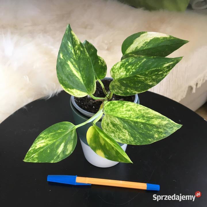 Rośliny z domowej ekologicznej uprawy Warszawa sprzedam