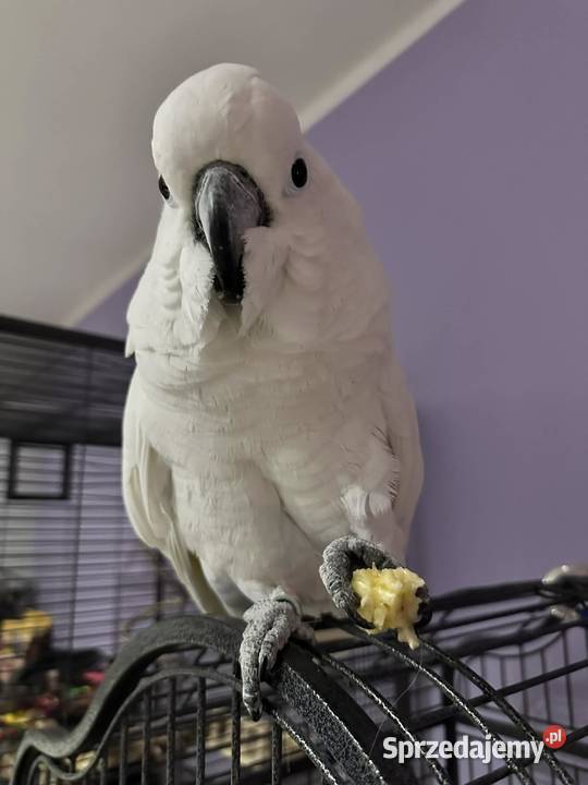 Sprzedam Kakadu Albę Kutno