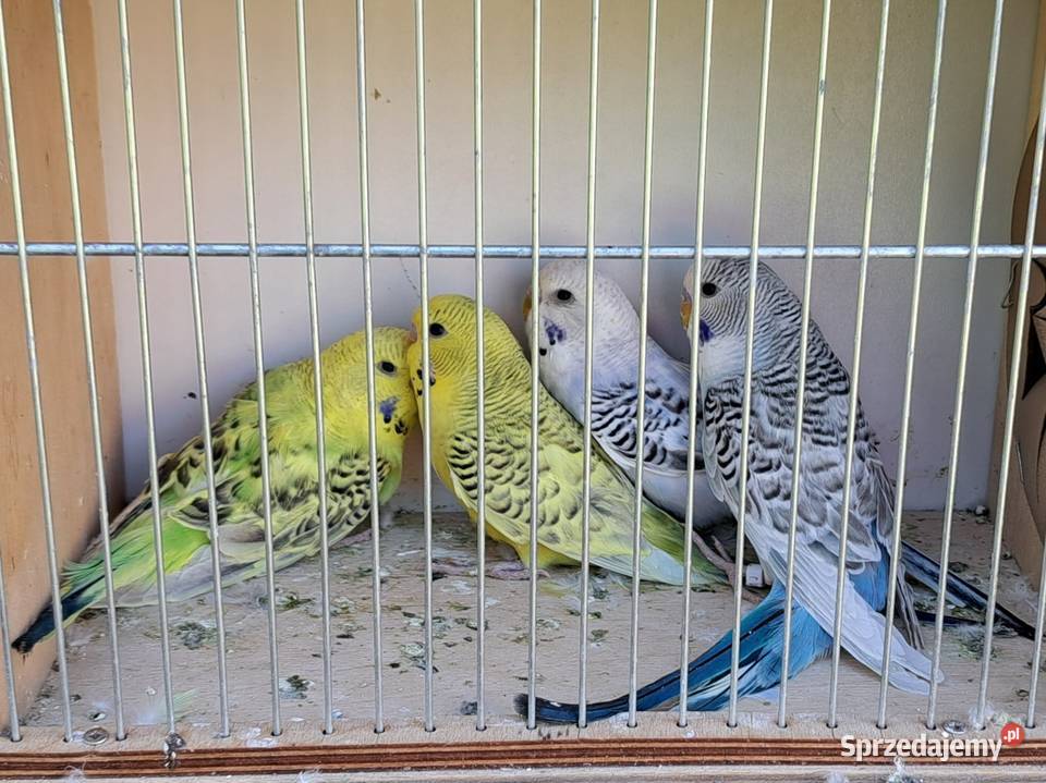 Papugi papużki faliste TCB Łask sprzedam