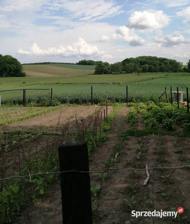 SIEDLISKO dom 1ha pola 150m2 Sprzedaż