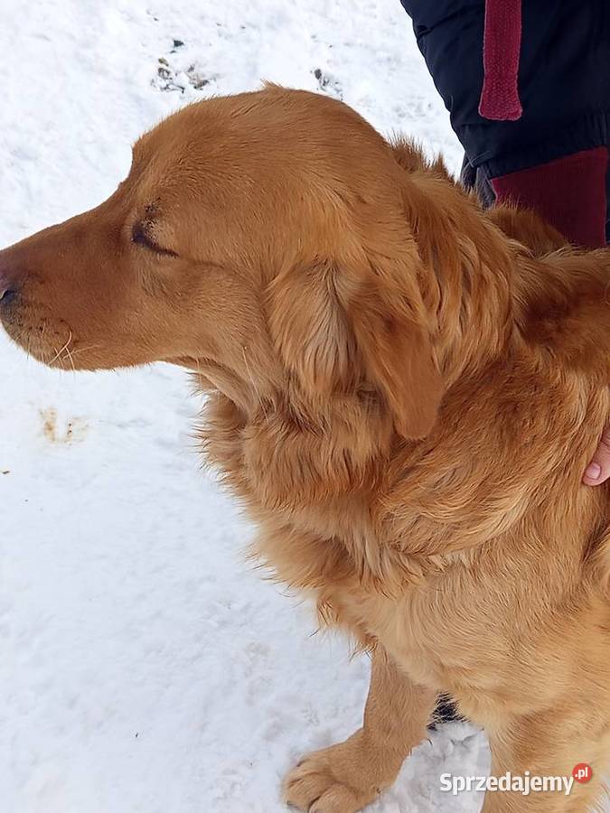 Golden retriever świętokrzyskie Gągolin