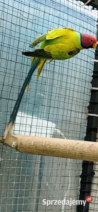 Aleksandretta śliwoglowa Ptaki sprzedam