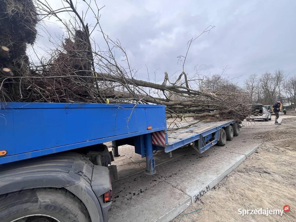 Transport balotów Słomy siana Kostek naczepa Mikołów