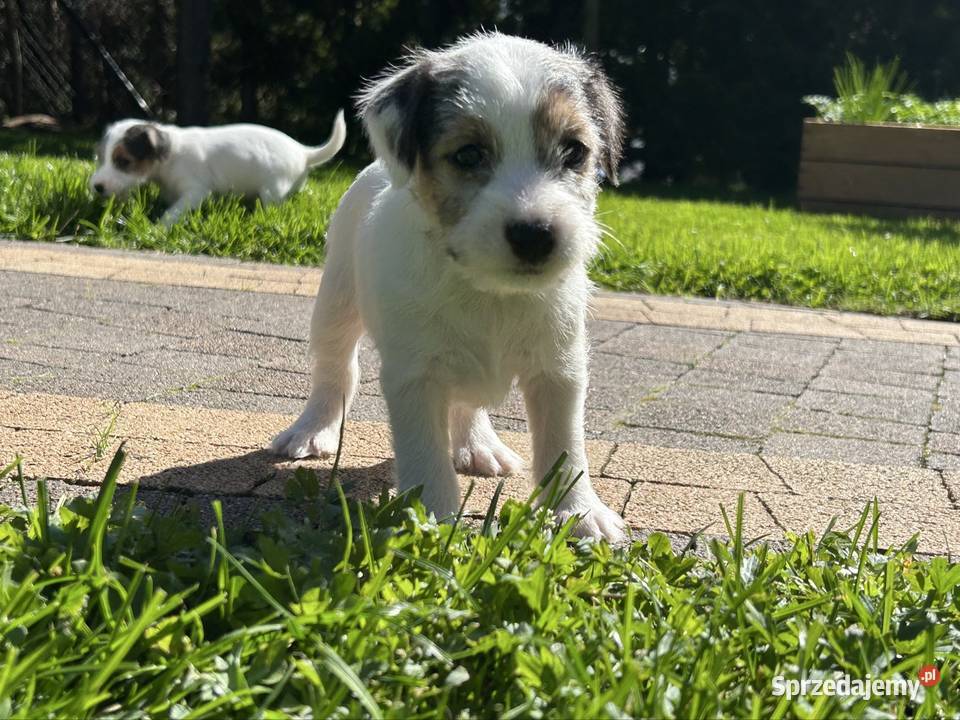 Parson Russell Terrier szczenięta Gostyń sprzedam