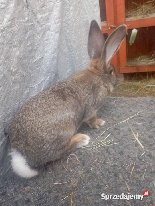 Sprzedam dwa samce olbrzymia belgijskiego Izbica-Wieś sprzedam