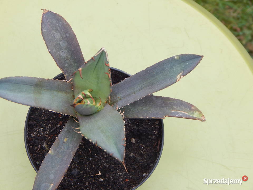 Niewielka agawa Agave titanota Oteroi FO076 Kraków