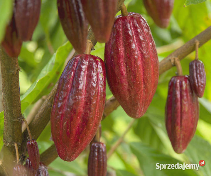 KAKAOWIEC WŁAŚCIWY Theobroma cacao NASIONA 12 Lubanie
