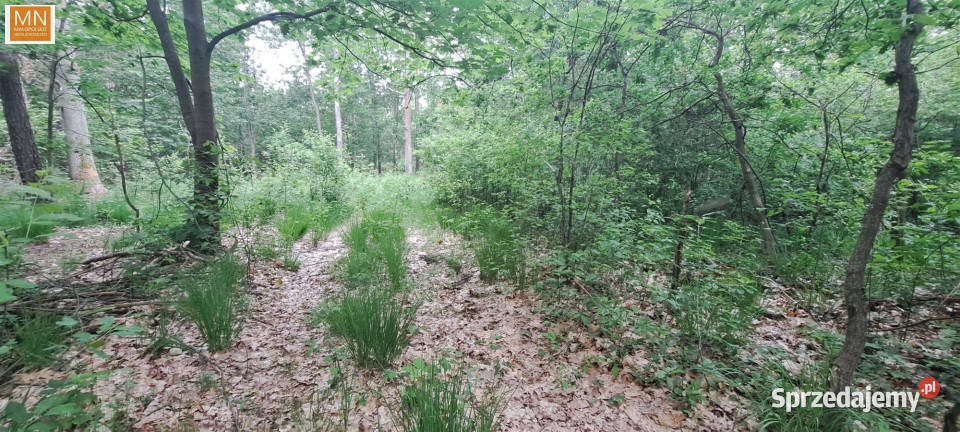 Działka Borzęcin 28900m2