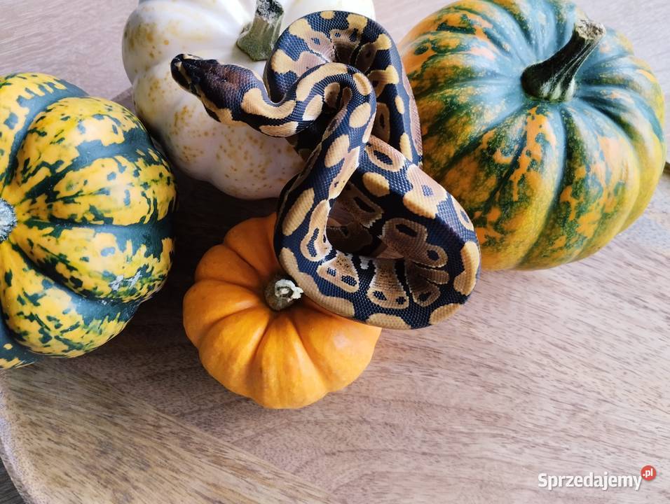 Pyton królewski węże Elbląg sprzedam