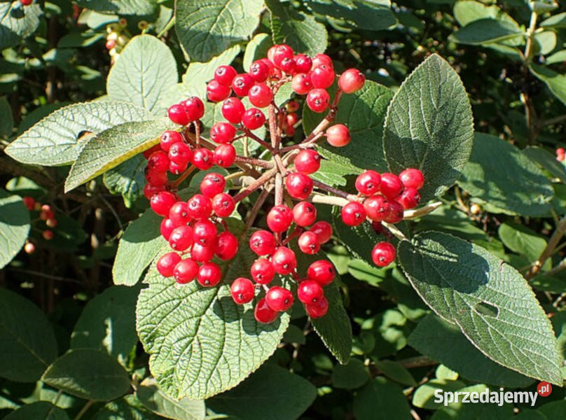 KALINA HORDOWINA Viburnum lantana NASIONA 300 Lubanie