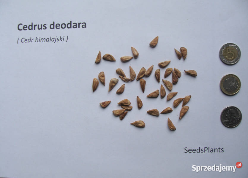 CEDR HIMALAJSKI Cedrus deodara NASIONA 1000 Lubanie