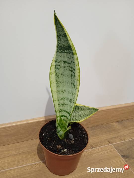 Piekna zadbana sansevieria 42 podstawy doniczki Poznań