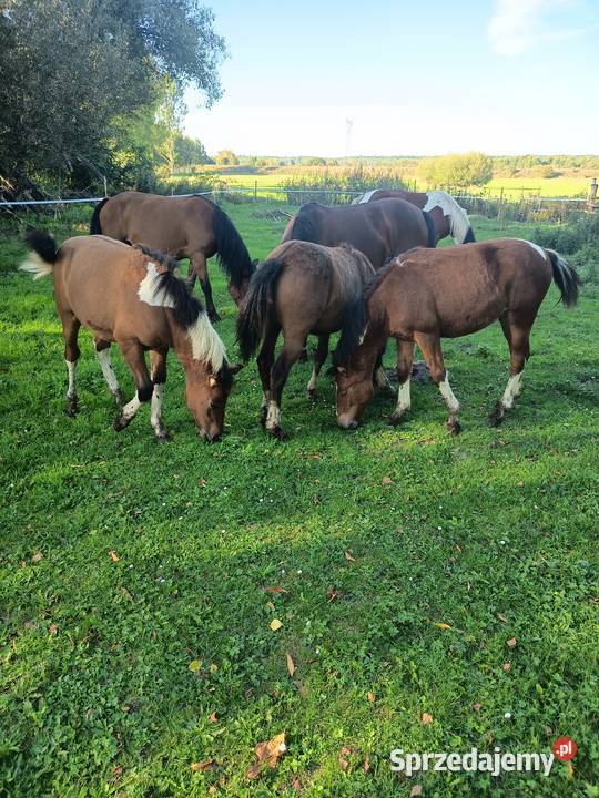 Sprzedam młode chucuły Wygoda sprzedam