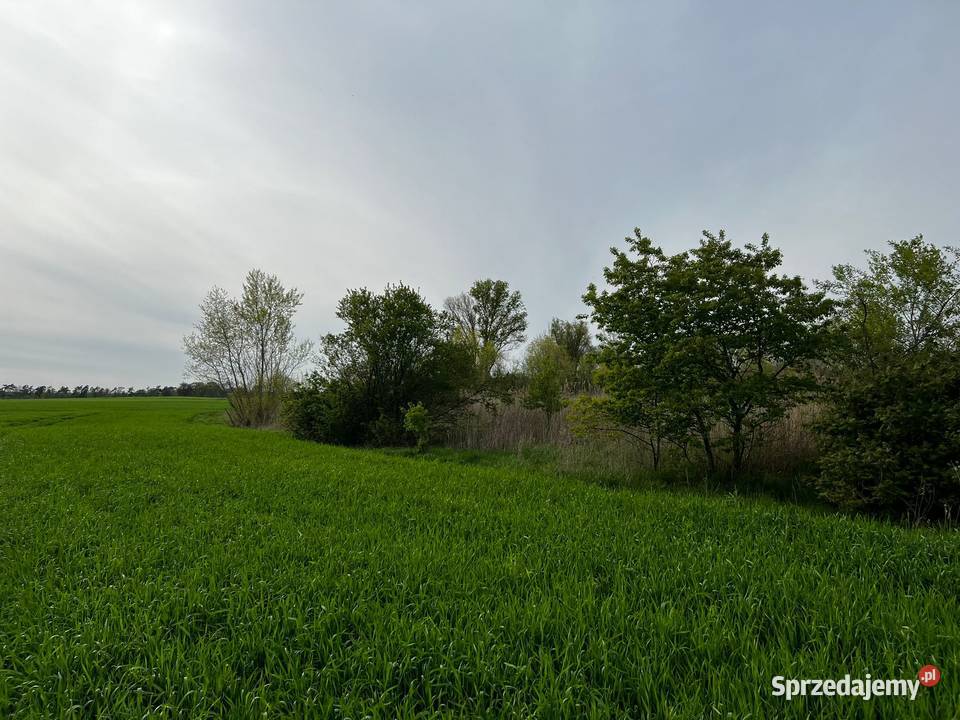 Działka drodze asfaltowej Kolsko
