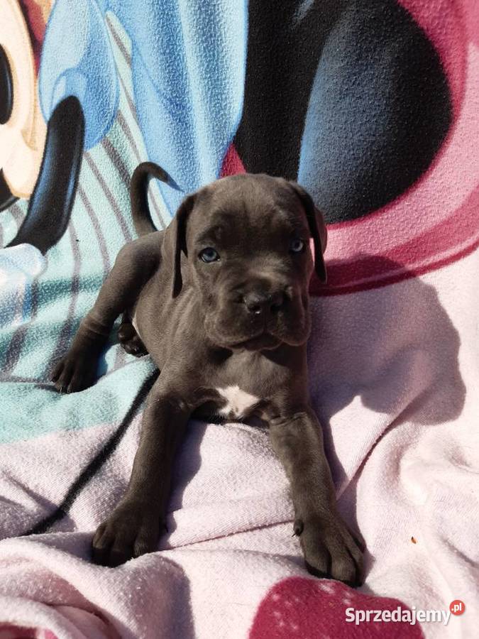 Cane corso Z Czarnych Palladynów FCI Szczecin