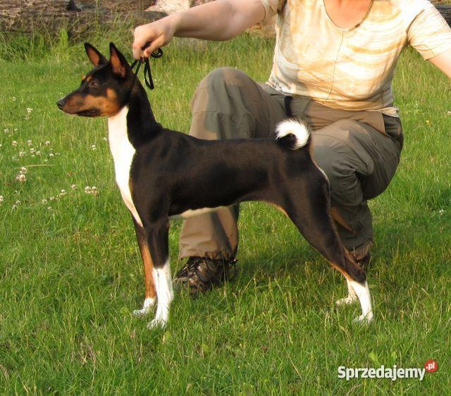 basenji szczenięta pomorskie Gdańsk