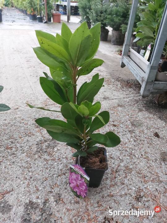 Rododendron Rododendrony 10 MIX PROMOCJA zachodniopomorskie Kamień Pomorski sprzedam
