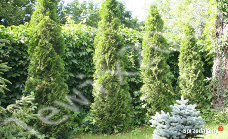 WINOBLUSZCZ Parthenocissus quinquefolia NASIONA Lubanie