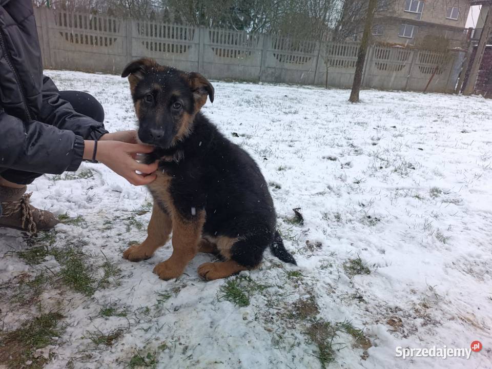 Owczarek niemiecki długowłosy Częstochowa