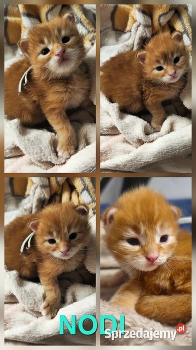 Maine coon do rezerwacji odbior lipiec