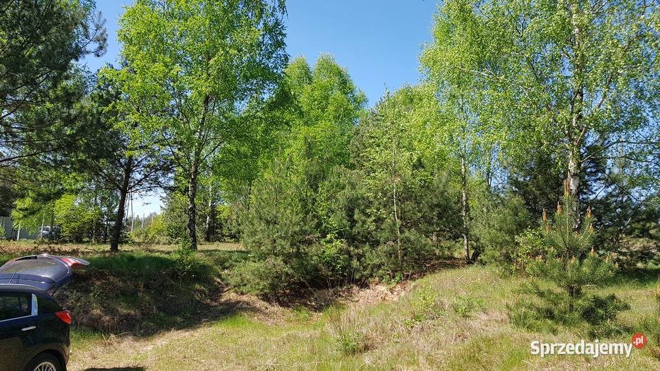 DZIAŁKA budowlana z lasem piękna okolica Taurów Sprzedaż