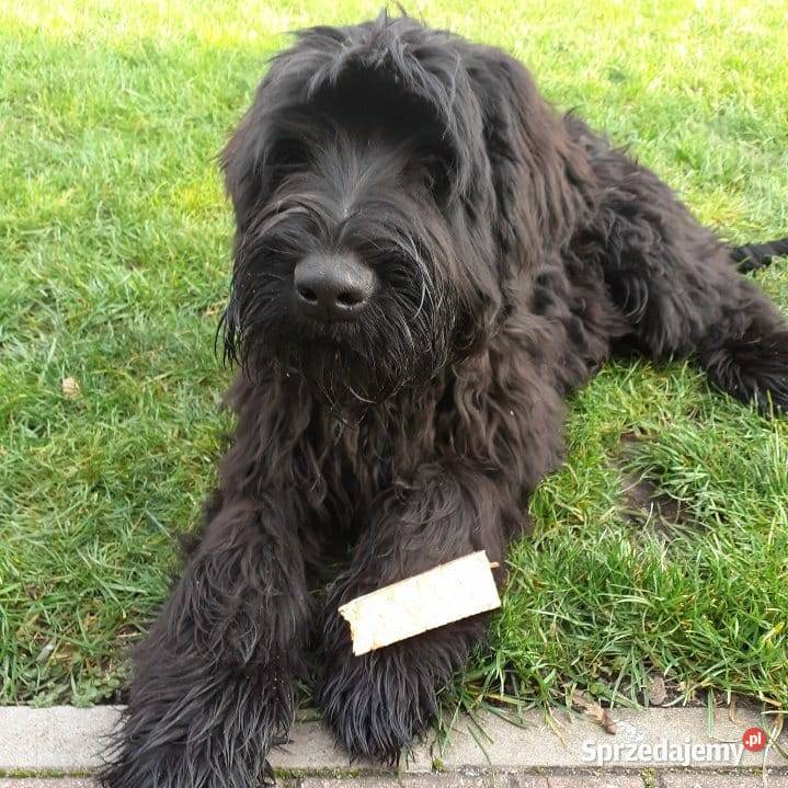 Szczeniak rasy Sznaucer Olbrzym szuka nowego Pińczów