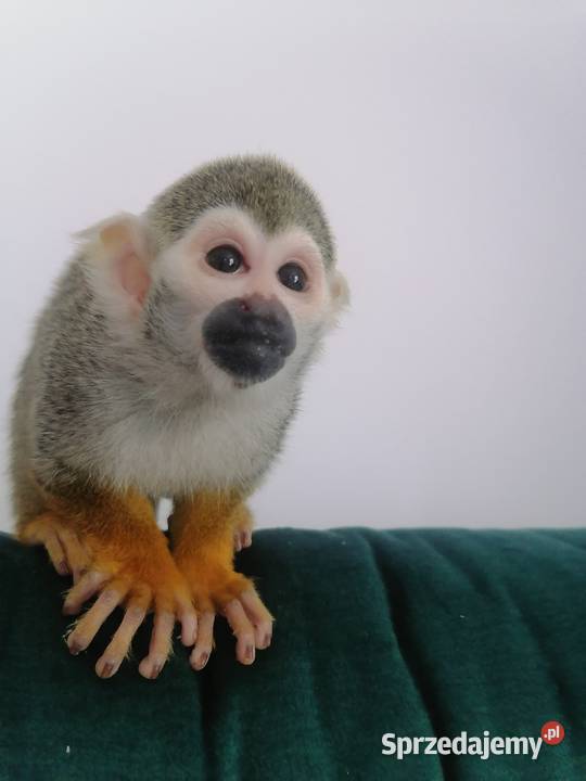 Saimiri samiec Skoczów