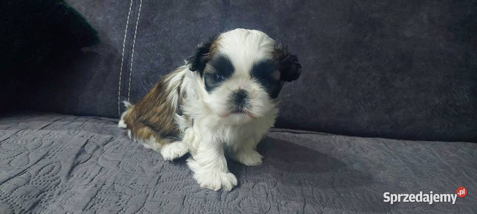 Cudna sunia ShihTzu mazowieckie