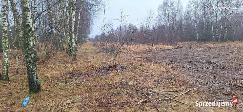 Wycinka drzew Czyszczenie terenu Mulczowanie Karczowanie i usuwanie drzew Staszów