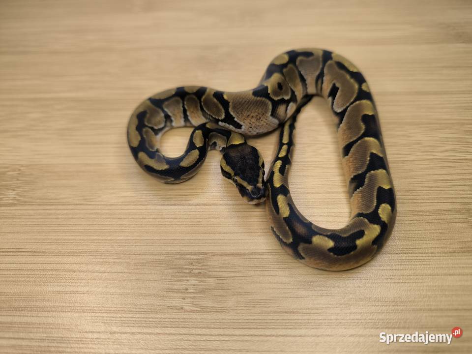Pyton królewski Enchi Makowiec