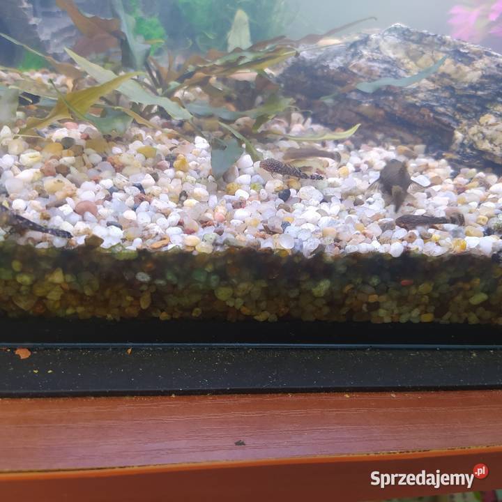 Glonojady Chałupki sprzedam